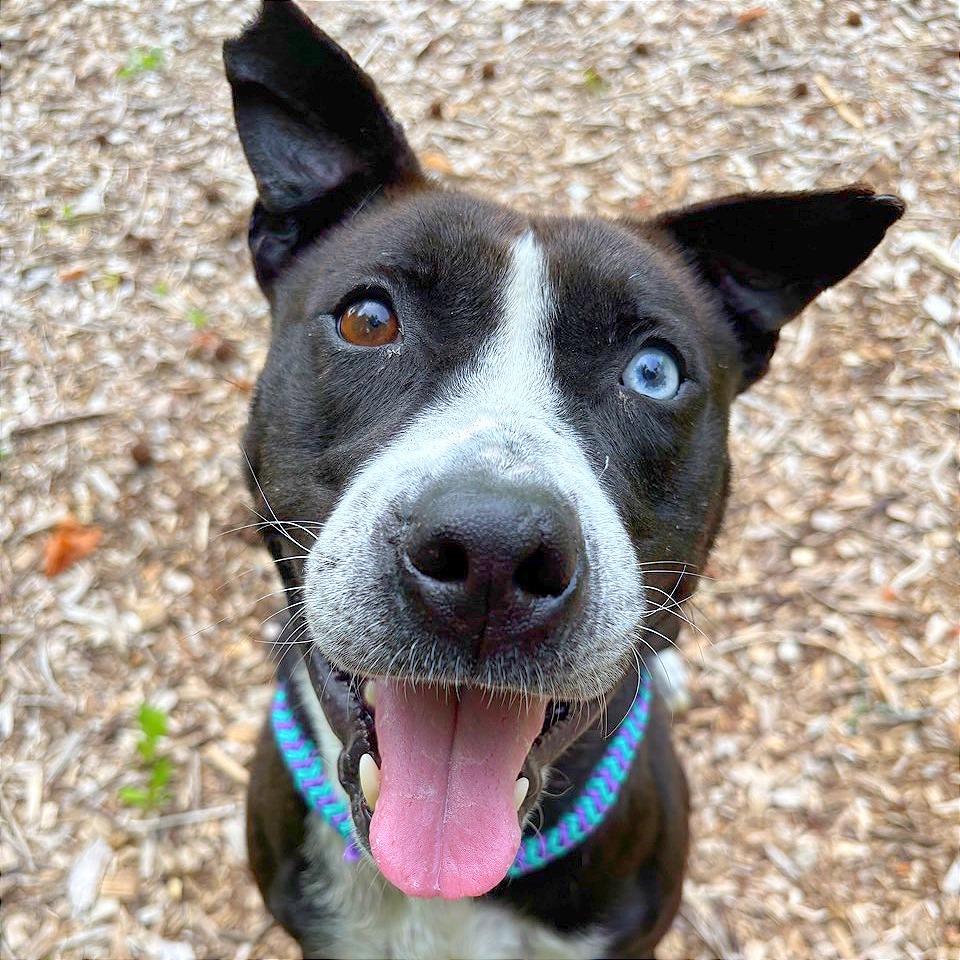 Enlarge Kratos, a Adoptable Terrier in Chattanooga, TN image 5/6