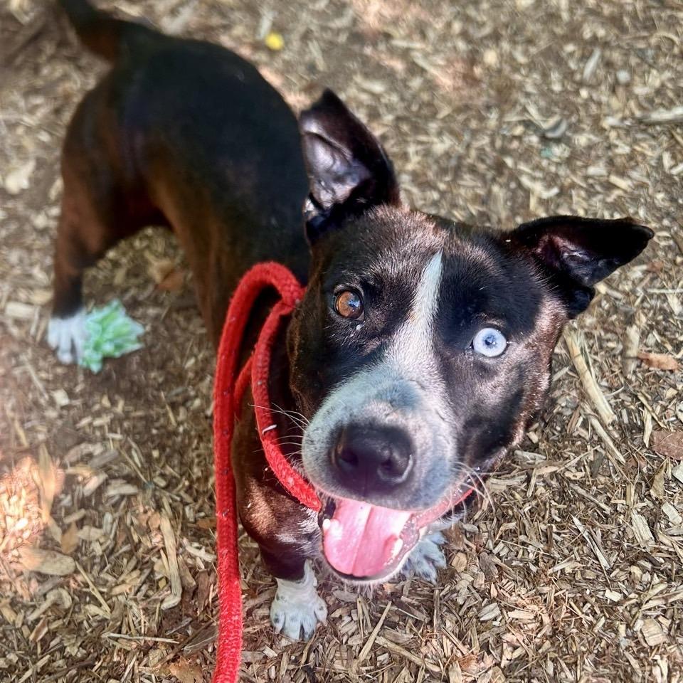 Enlarge Kratos, a Adoptable Terrier in Chattanooga, TN image 6/6
