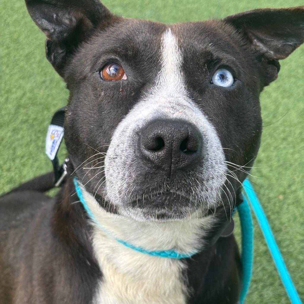 Kratos, a Adoptable Terrier in Chattanooga, TN image 6/6