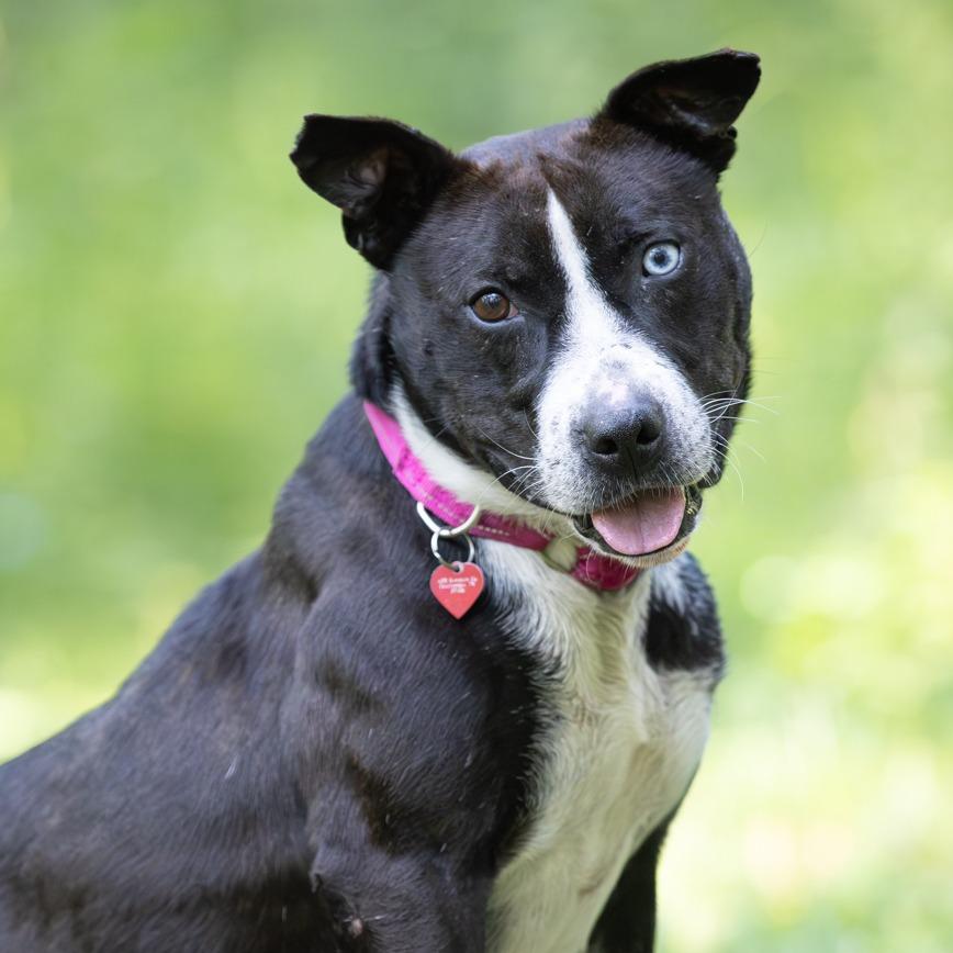Enlarge Kratos, a Adoptable Terrier in Chattanooga, TN image 6/6