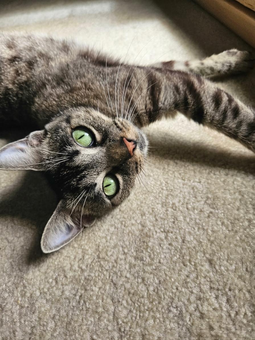 Enlarge Prada - vocal and playful, a Adoptable Domestic Short Hair in Muskego, WI image 2/6