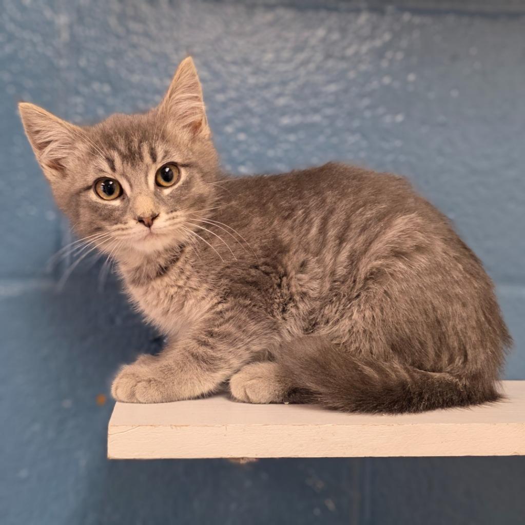 Cory, Adopted, Kitten Male Domestic Short Hair.