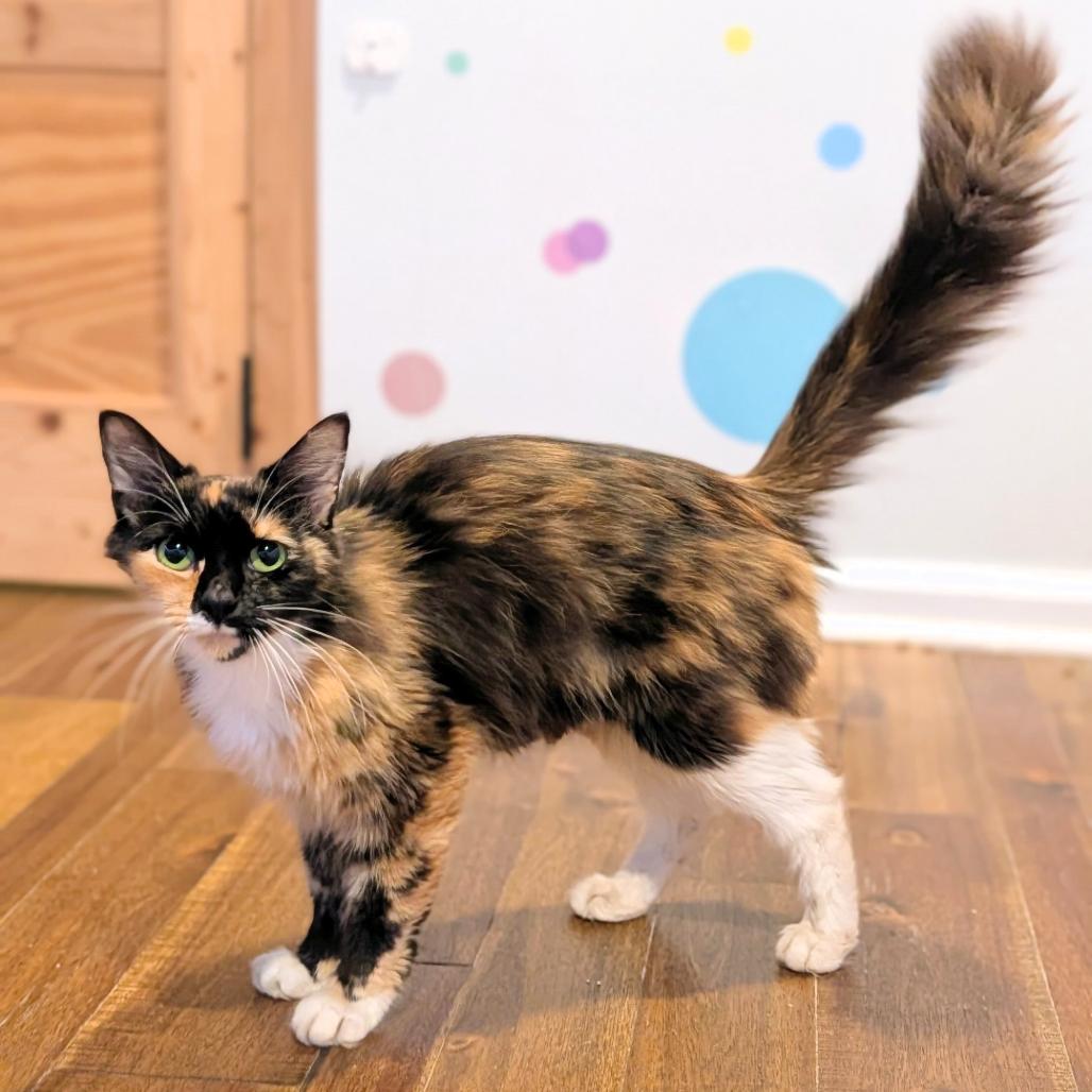 Enlarge Tango, a ADOPTABLE Domestic Medium Hair in Murfreesboro, TN image 2/3