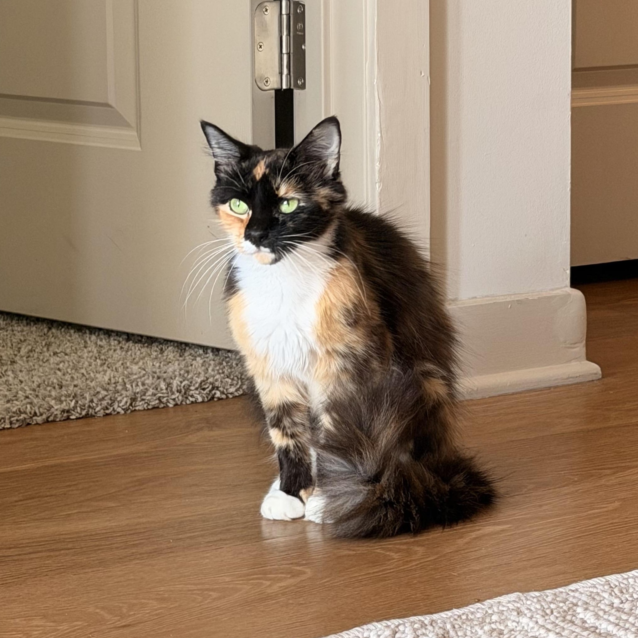 Tango, ADOPTABLE, Adult Female Domestic Medium Hair.