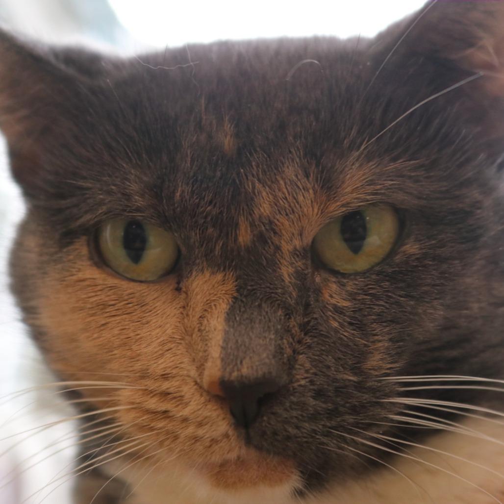 Peanut, Adoptable, Adult Female Domestic Short Hair.