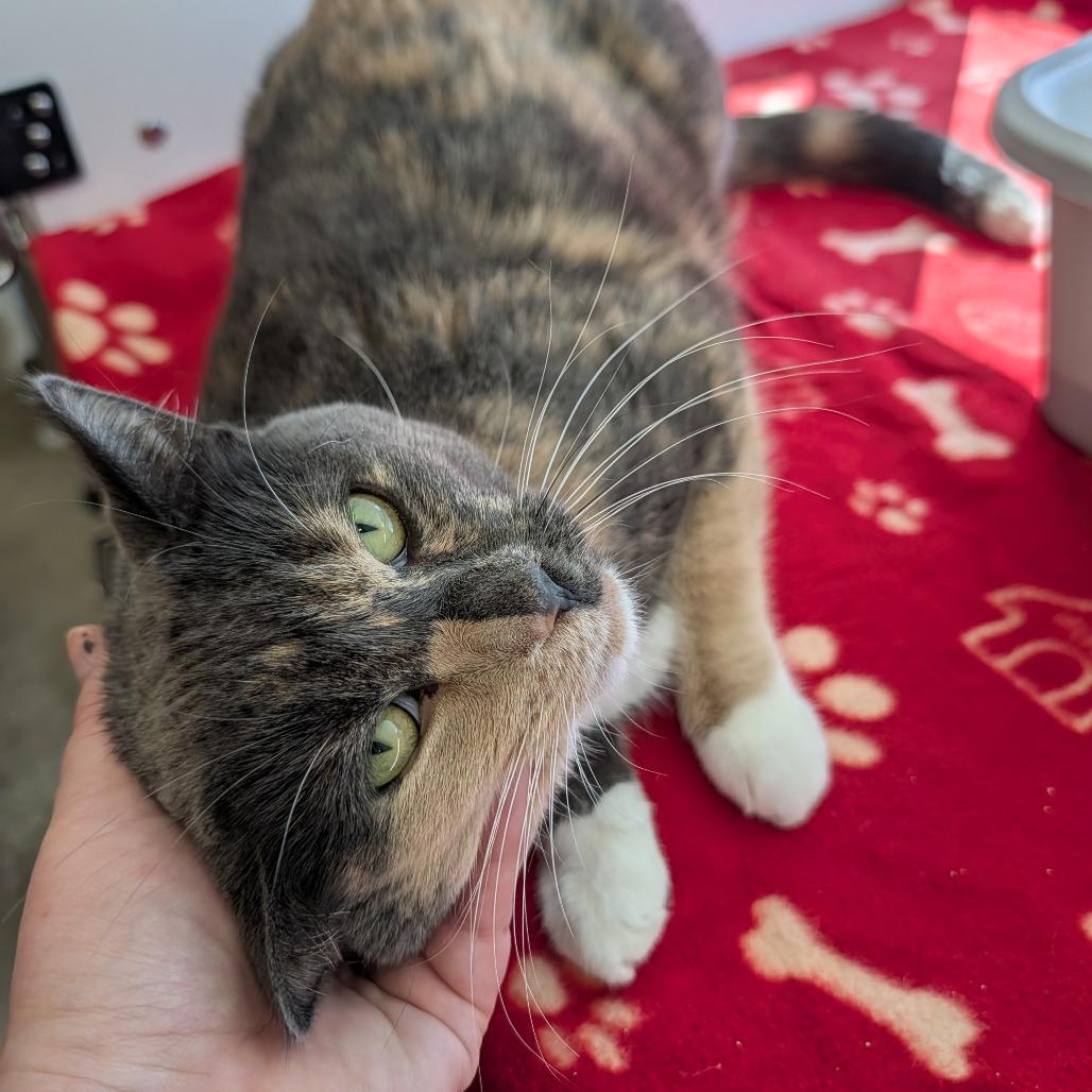 Enlarge Peanut, a Adoptable Domestic Short Hair in Saint Cloud, MN image 2/6