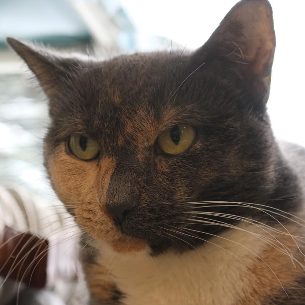 Enlarge Peanut, a Adoptable Domestic Short Hair in Saint Cloud, MN image 3/6