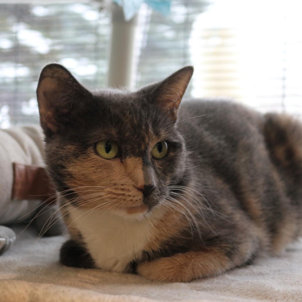 Enlarge Peanut, a Adoptable Domestic Short Hair in Saint Cloud, MN image 4/6