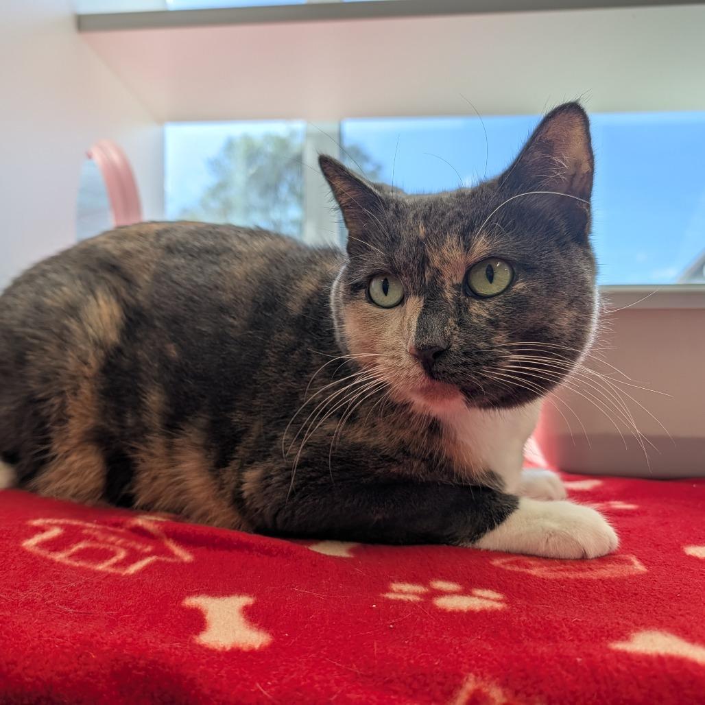 Enlarge Peanut, a Adoptable Domestic Short Hair in Saint Cloud, MN image 5/6