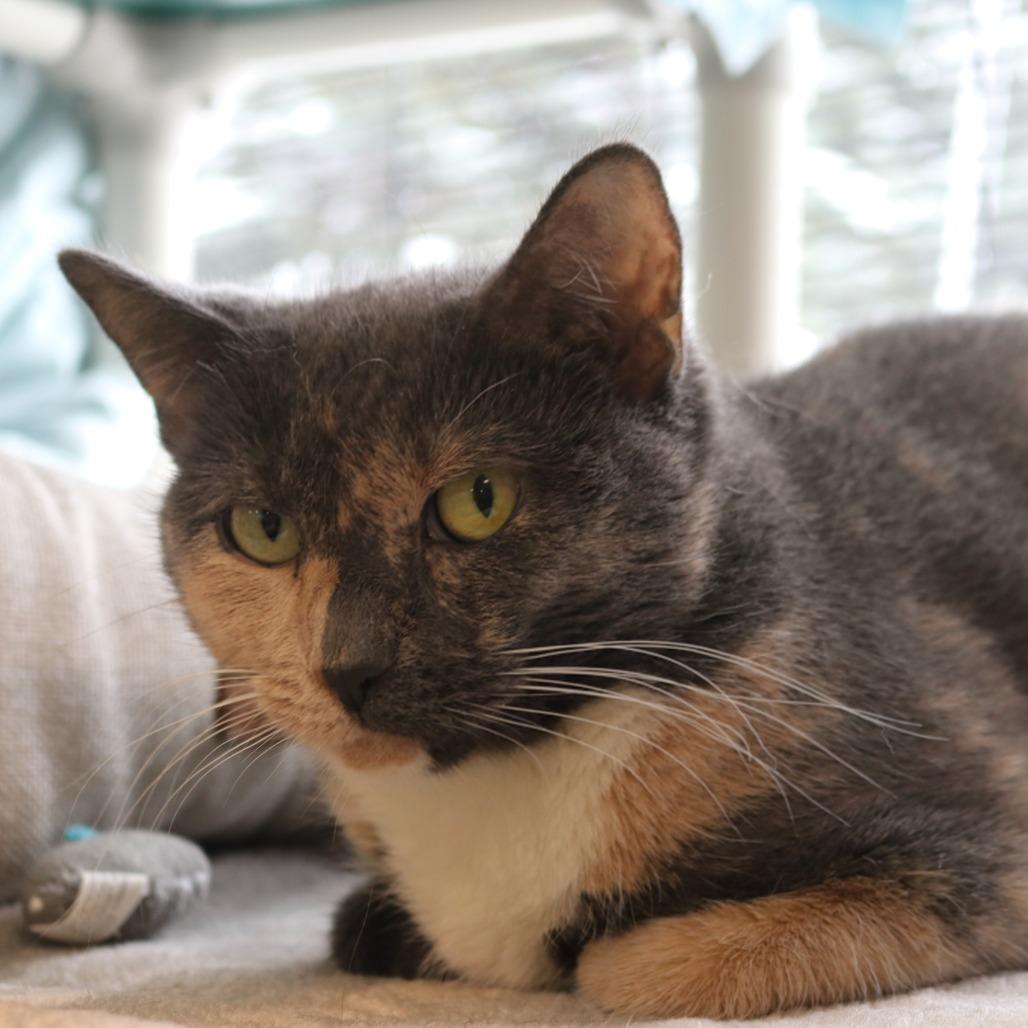 Enlarge Peanut, a Adoptable Domestic Short Hair in Saint Cloud, MN image 6/6