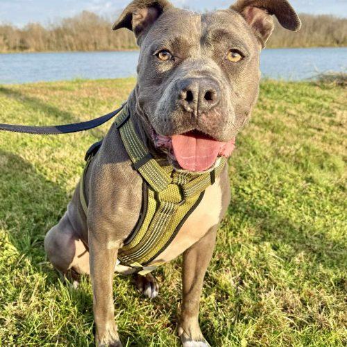 Enlarge Sky, a Adoptable mixed breed in Georgetown, KY image 3/6