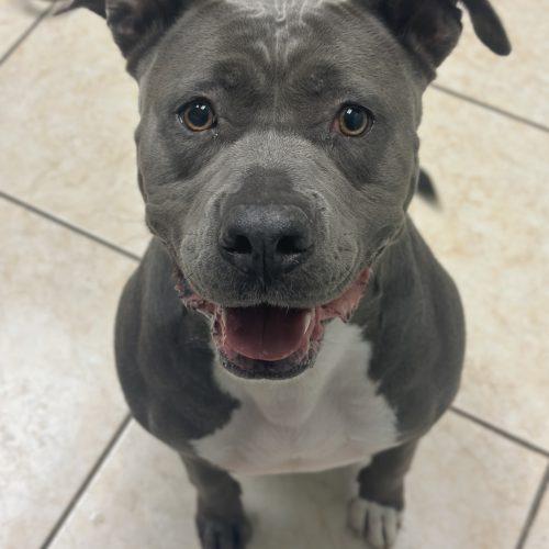 Enlarge Sky, a Adoptable mixed breed in Georgetown, KY image 4/6