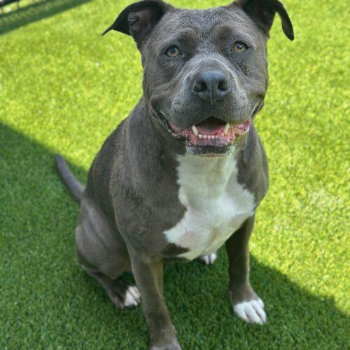 Enlarge Sky, a Adoptable mixed breed in Georgetown, KY image 5/6