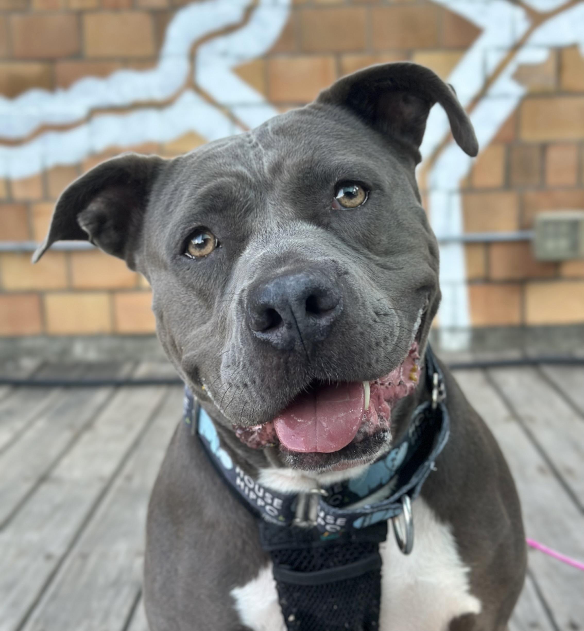 Enlarge Sky, a Adoptable mixed breed in Georgetown, KY image 1/1