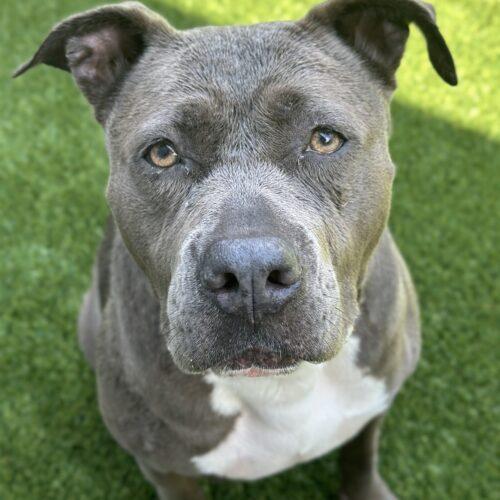 Enlarge Sky, a Adoptable mixed breed in Georgetown, KY image 2/6