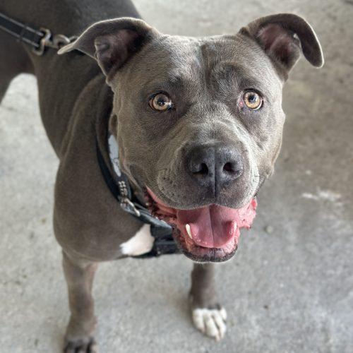 Enlarge Sky, a Adoptable mixed breed in Georgetown, KY image 6/6