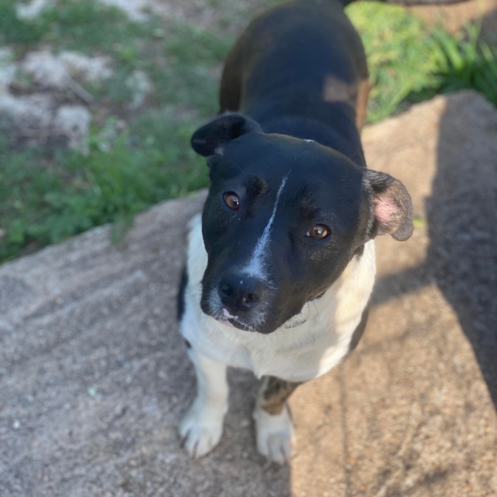 Roger, a Adoptable mixed breed in Denison, TX image 1/3