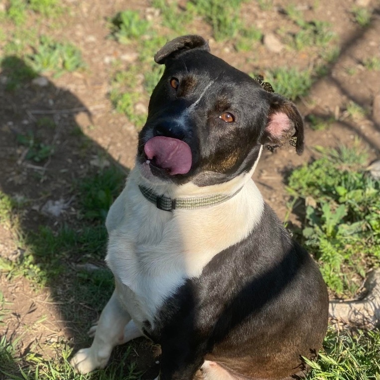 Roger, a Adoptable mixed breed in Denison, TX image 2/3