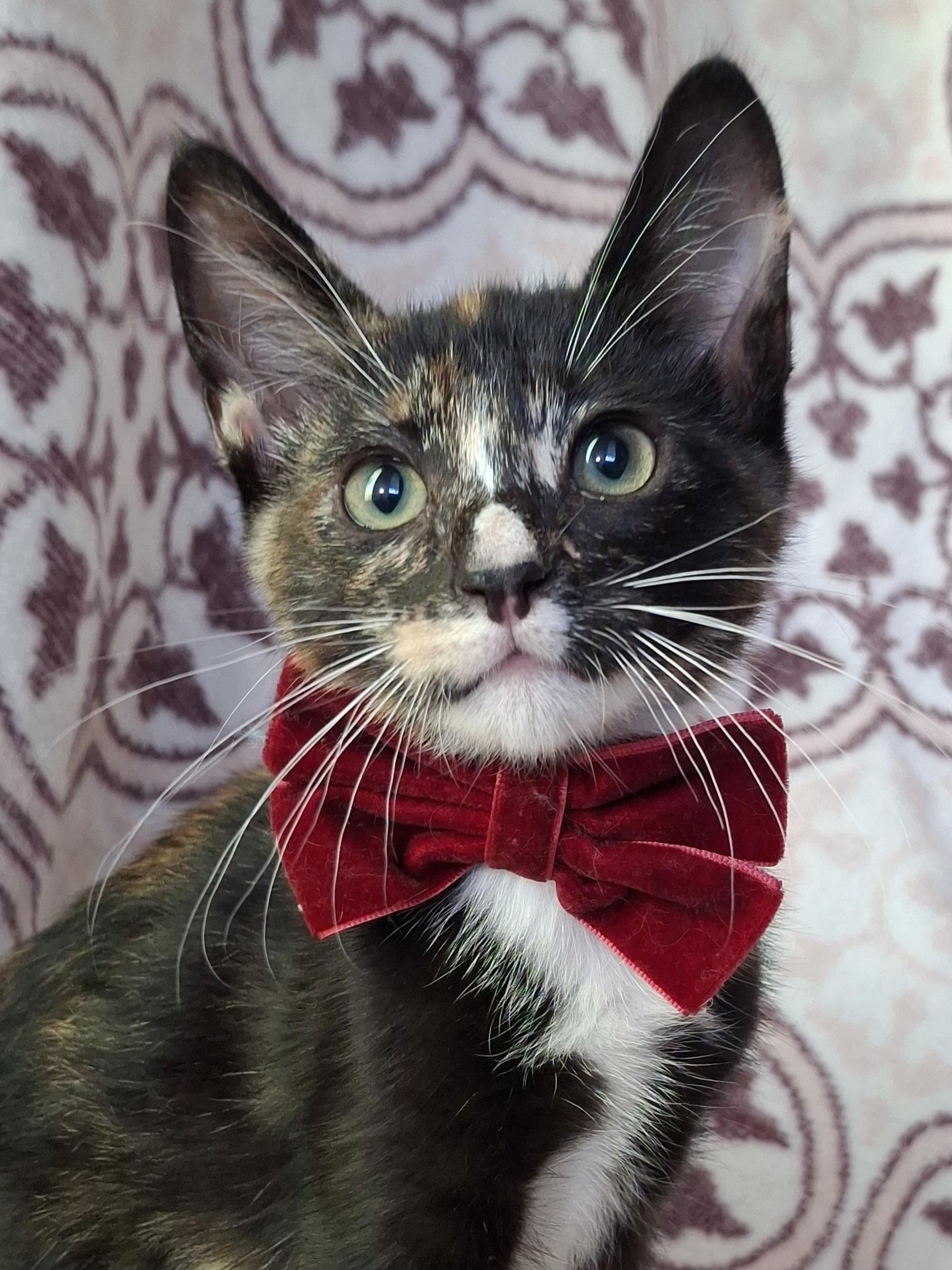 Enlarge MOCHI, an adopted mixed breed in Fullerton, CA image 3/5