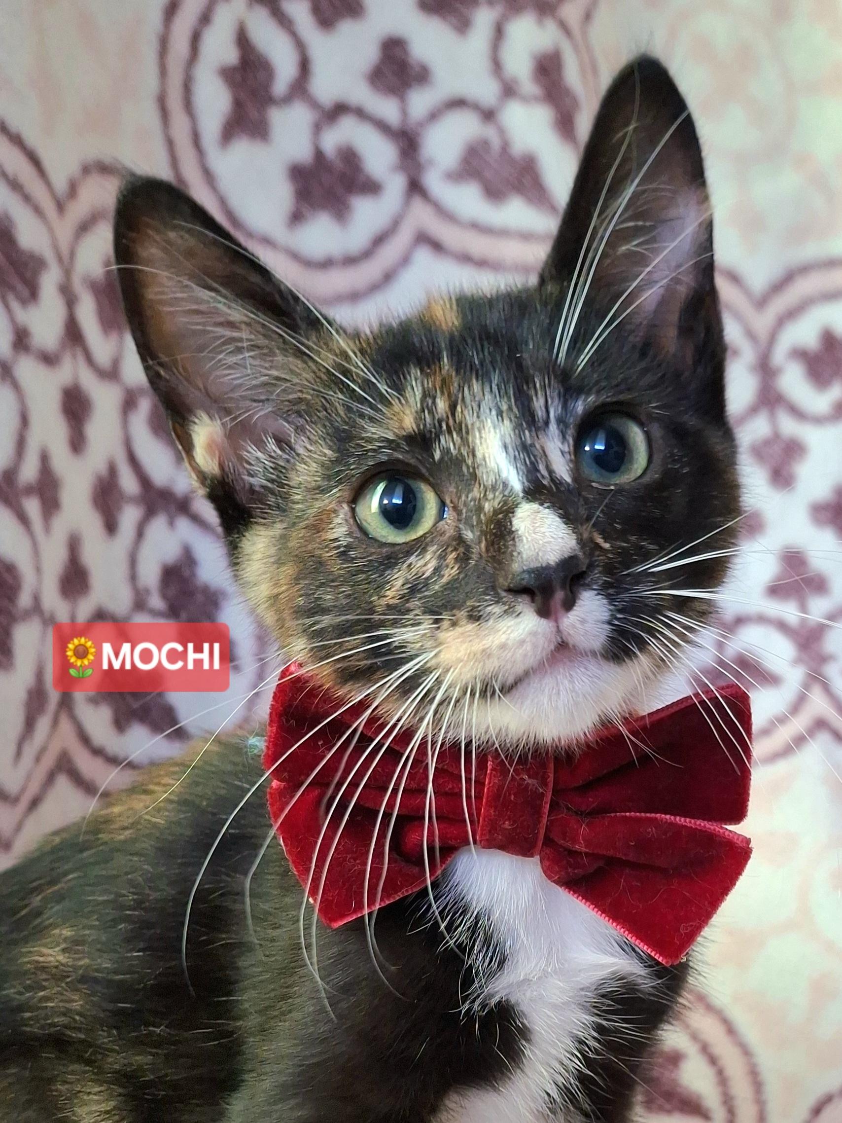 MOCHI, adopted, Kitten Female Calico & Domestic Short Hair.