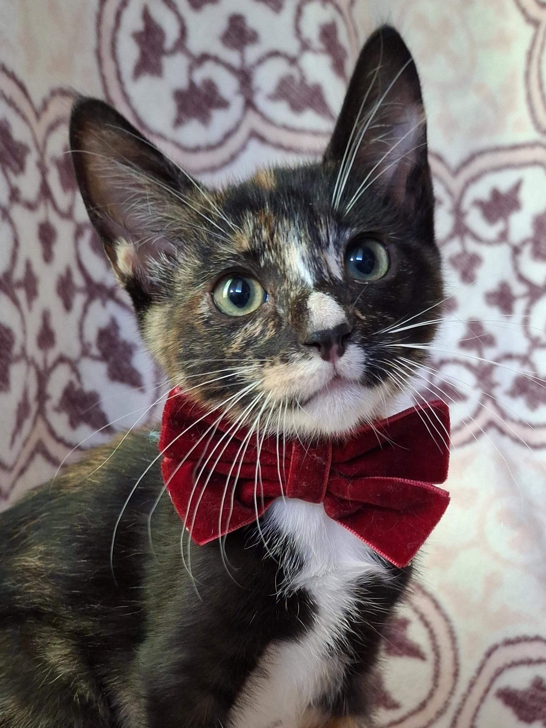 Enlarge MOCHI, an adopted mixed breed in Fullerton, CA image 4/5