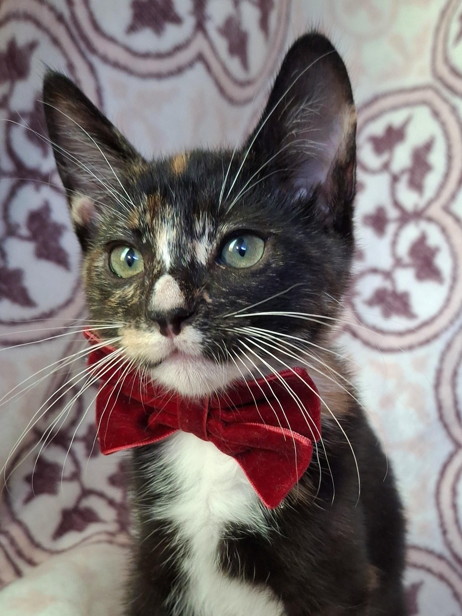 Enlarge MOCHI, an adopted mixed breed in Fullerton, CA image 2/5