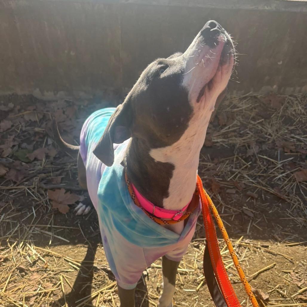 Sweet Pawtato, Adoptable, Adult Female Mixed Breed.