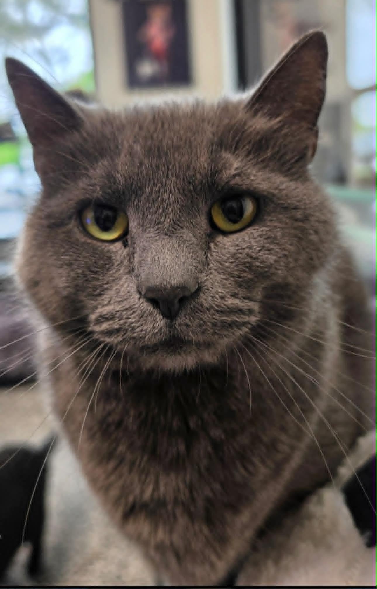Gia, adopted, Adult Female Domestic Short Hair.