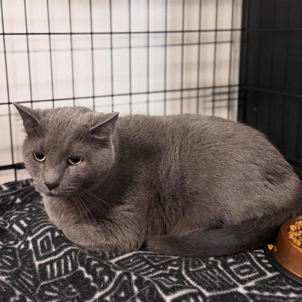 Enlarge Gia, an adopted Domestic Short Hair in Cortland, OH image 2/2