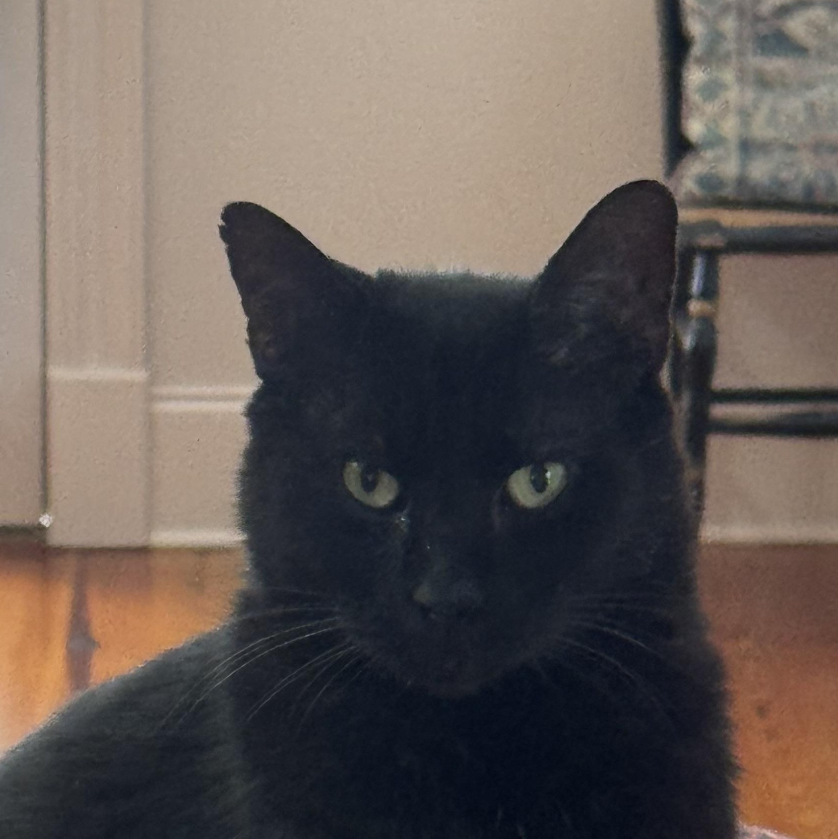 Enlarge William, a Adoptable Domestic Short Hair in Granby, CT image 1/2