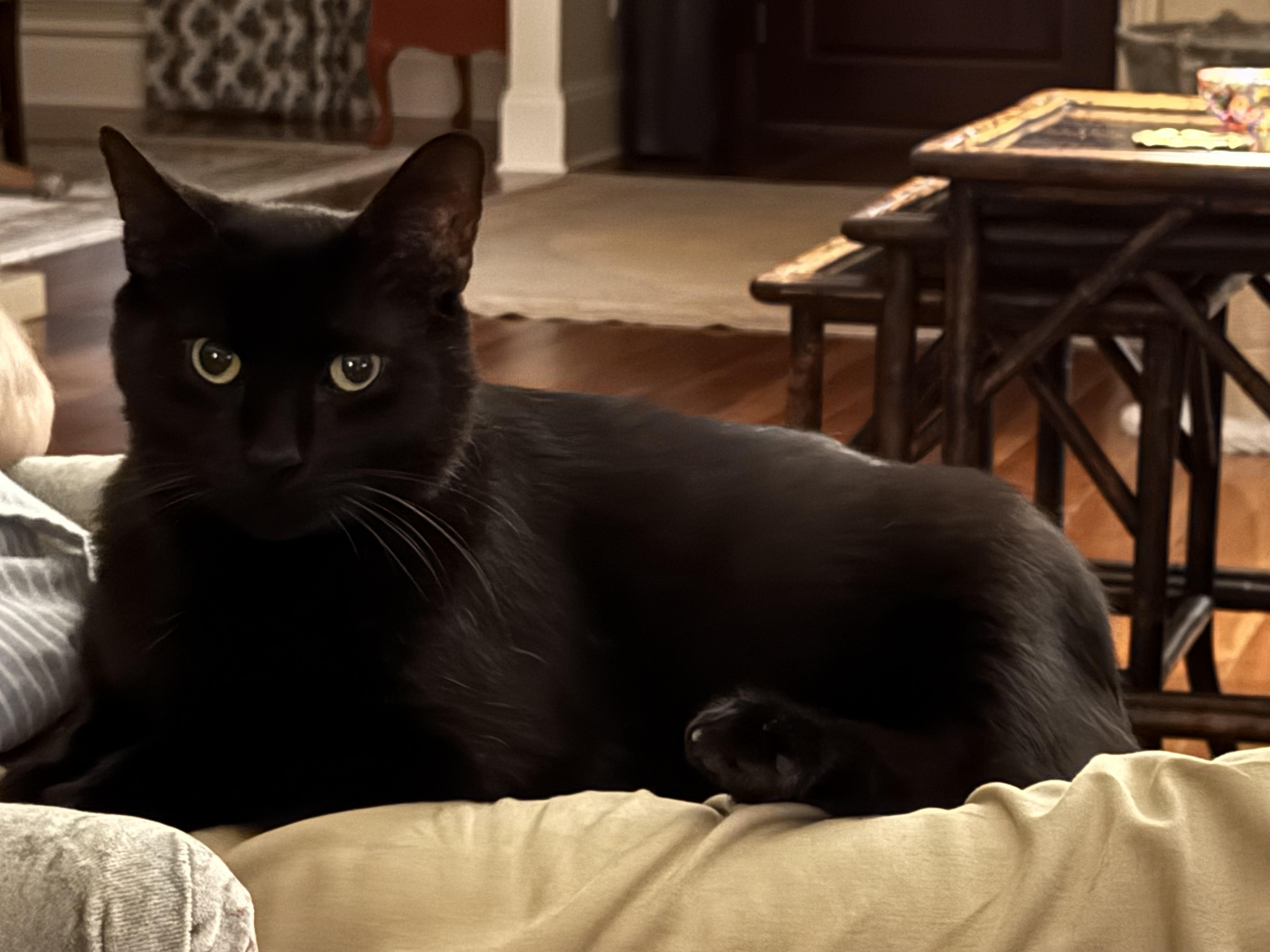 Enlarge William, a Adoptable Domestic Short Hair in Granby, CT image 2/2
