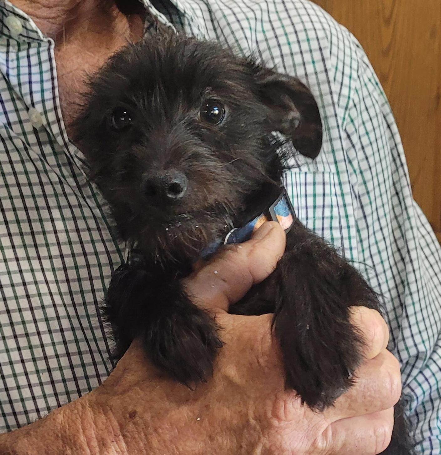 Happy, Adopted, Young Female Schnauzer & Chihuahua.