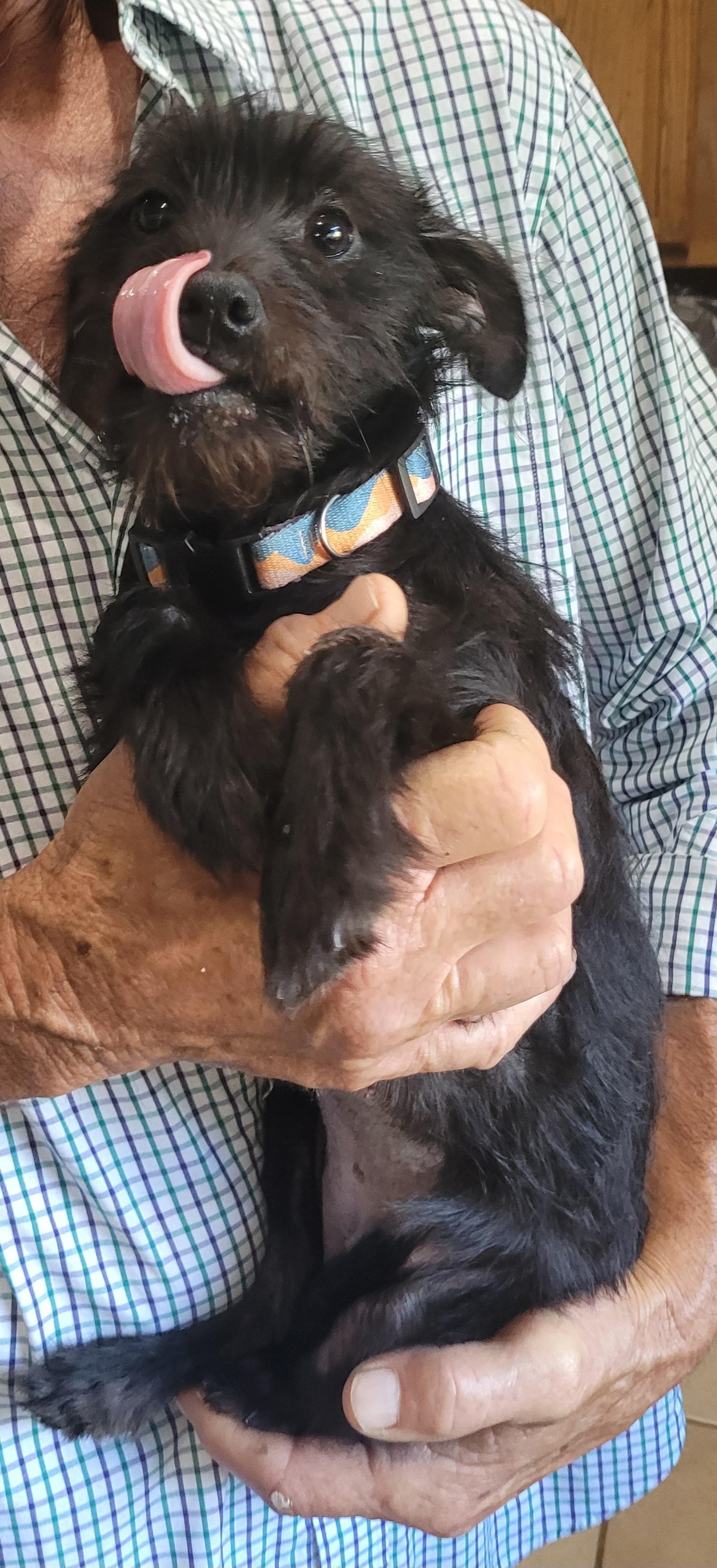 Enlarge Happy, a Adopted mixed breed in Chiefland, FL image 2/2