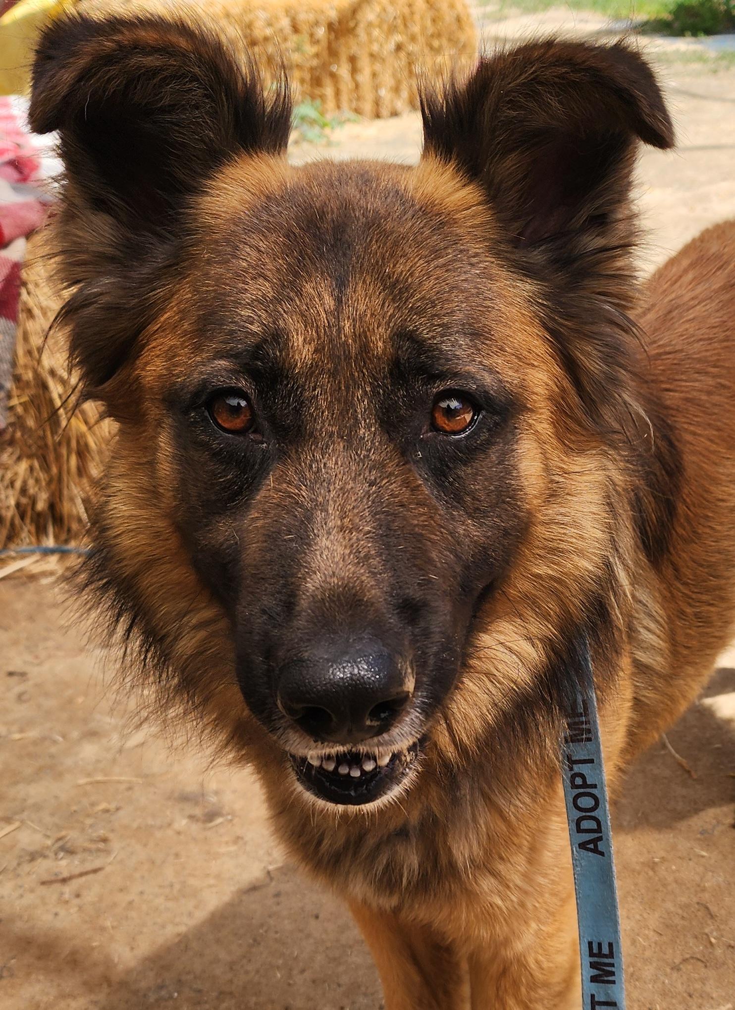 Fuzzy Bear, a ADOPTABLE mixed breed in Lafayette, CA image 3/3