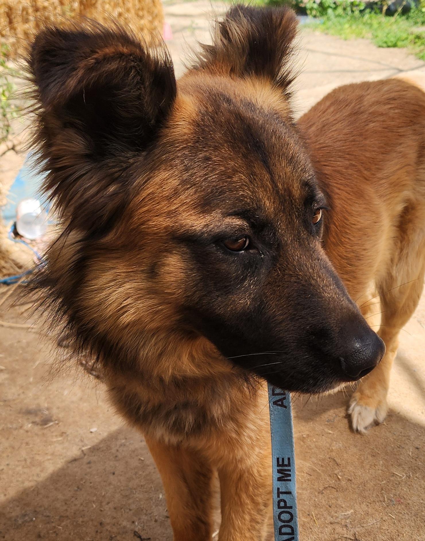 Fuzzy Bear, a ADOPTABLE mixed breed in Lafayette, CA image 2/3