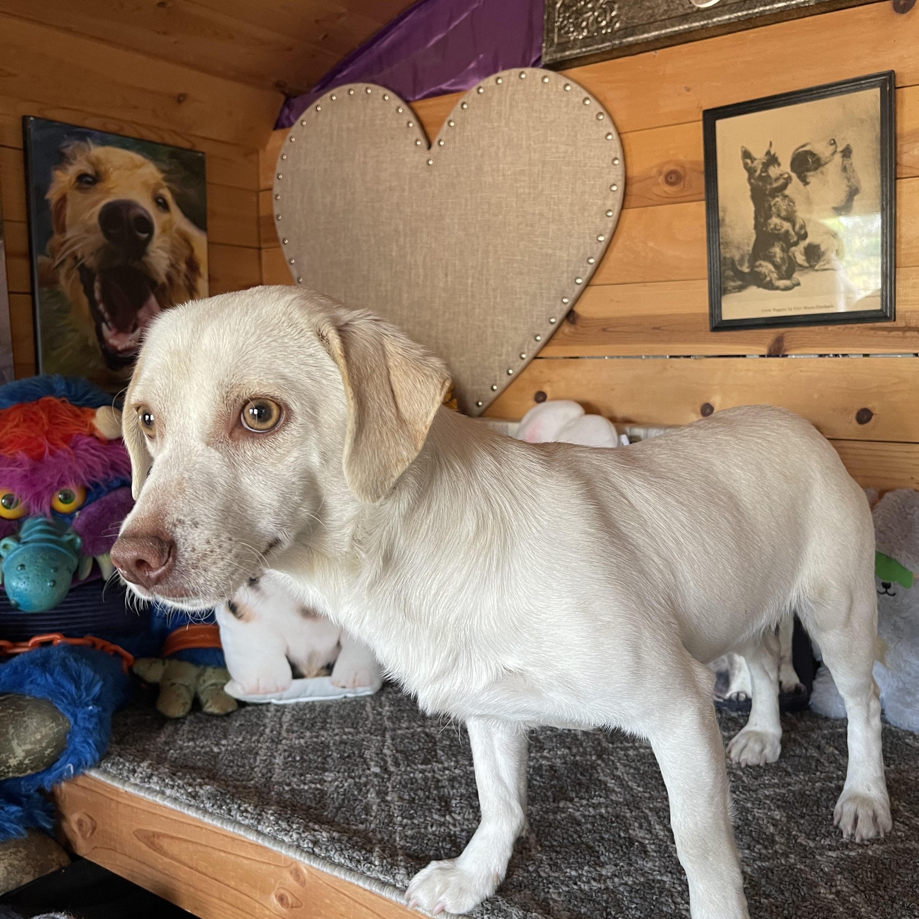 Enlarge Rocket, an adopted mixed breed in Vacaville, CA image 4/4