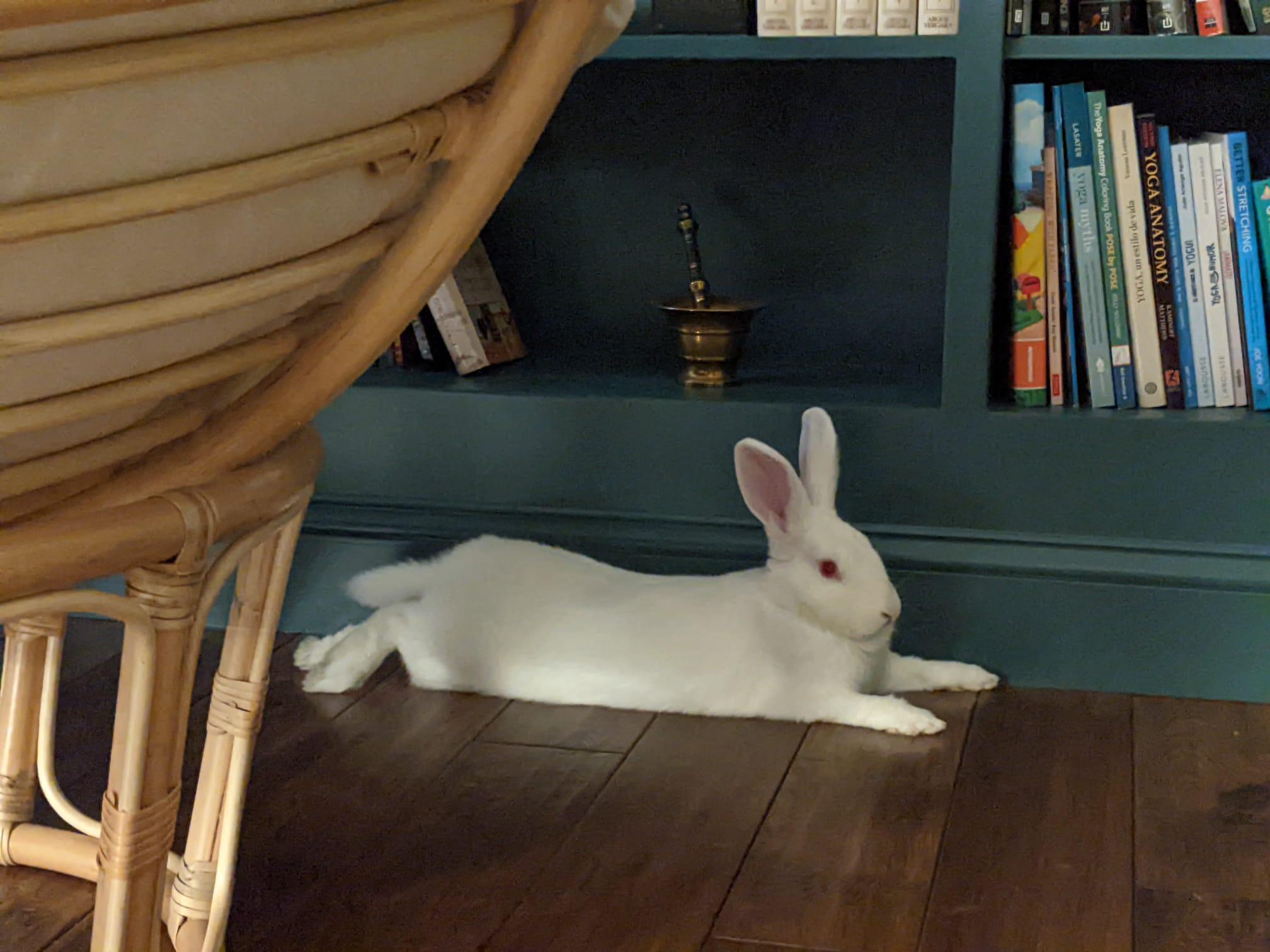 Enlarge Gumdrop, an adoptable New Zealand in Philadelphia, PA image 1/6