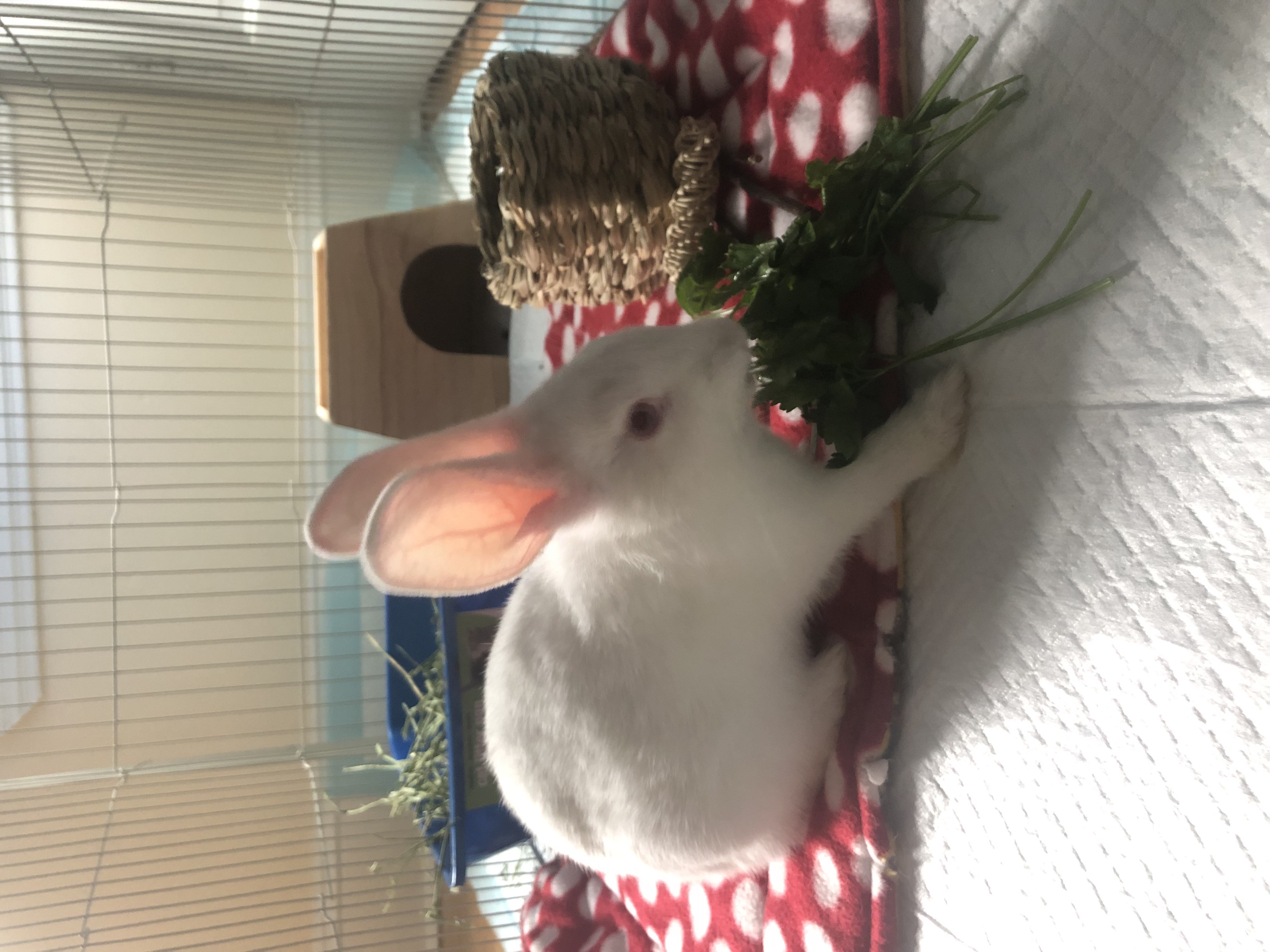 Enlarge Gumdrop, an adoptable New Zealand in Philadelphia, PA image 5/6