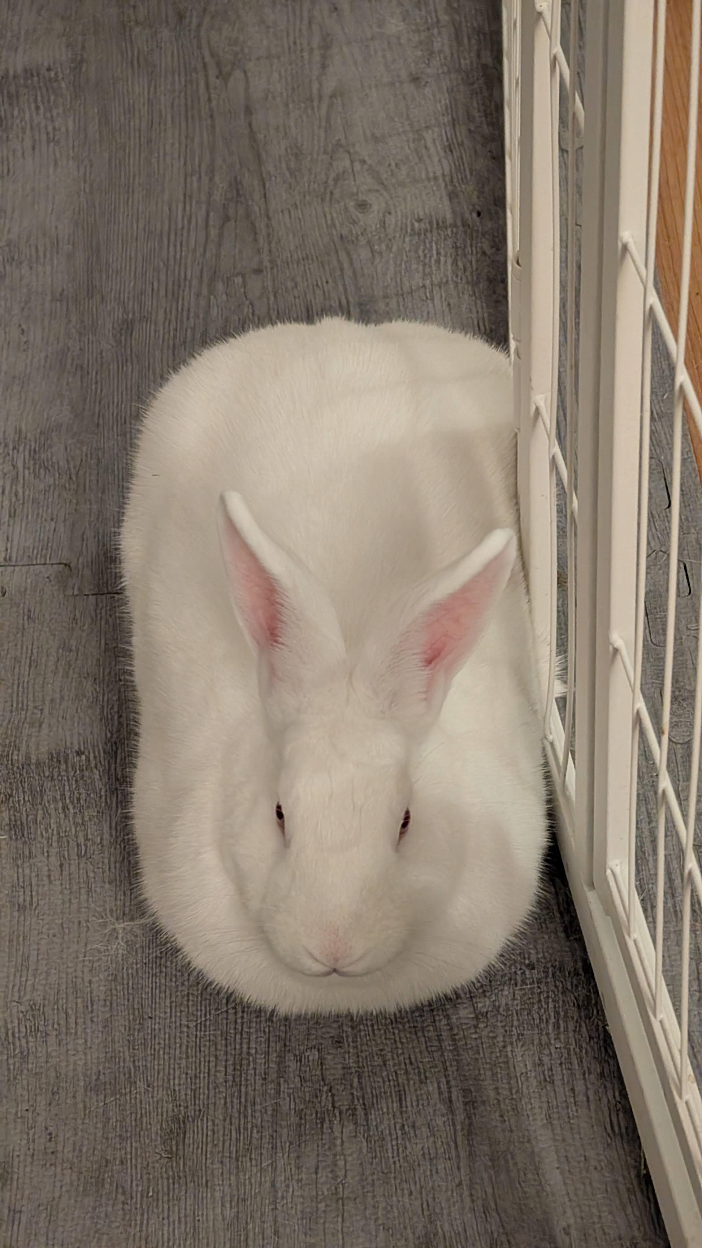 Enlarge Gumdrop, an adoptable New Zealand in Philadelphia, PA image 3/6