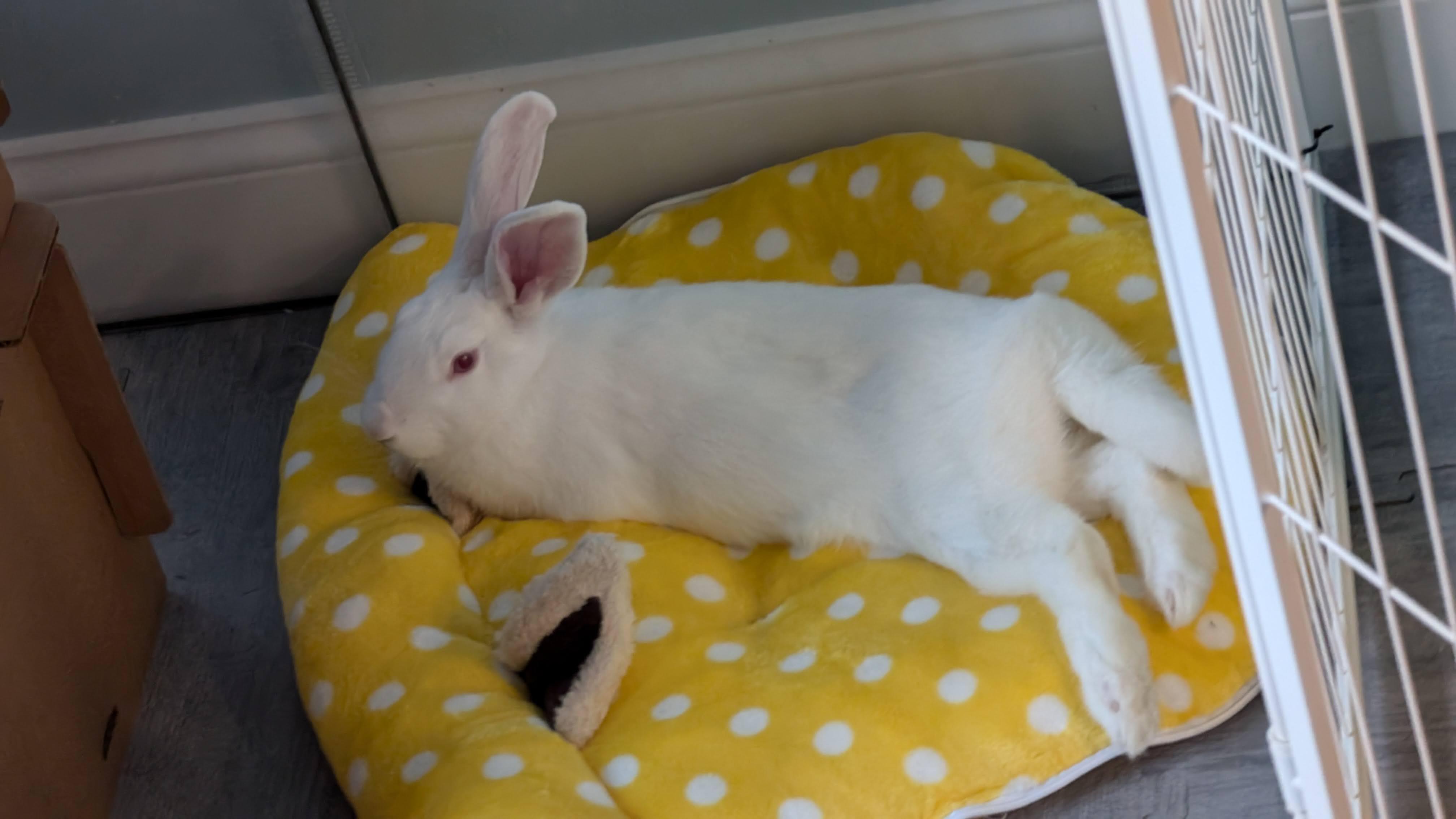 Enlarge Gumdrop, an adoptable New Zealand in Philadelphia, PA image 2/6