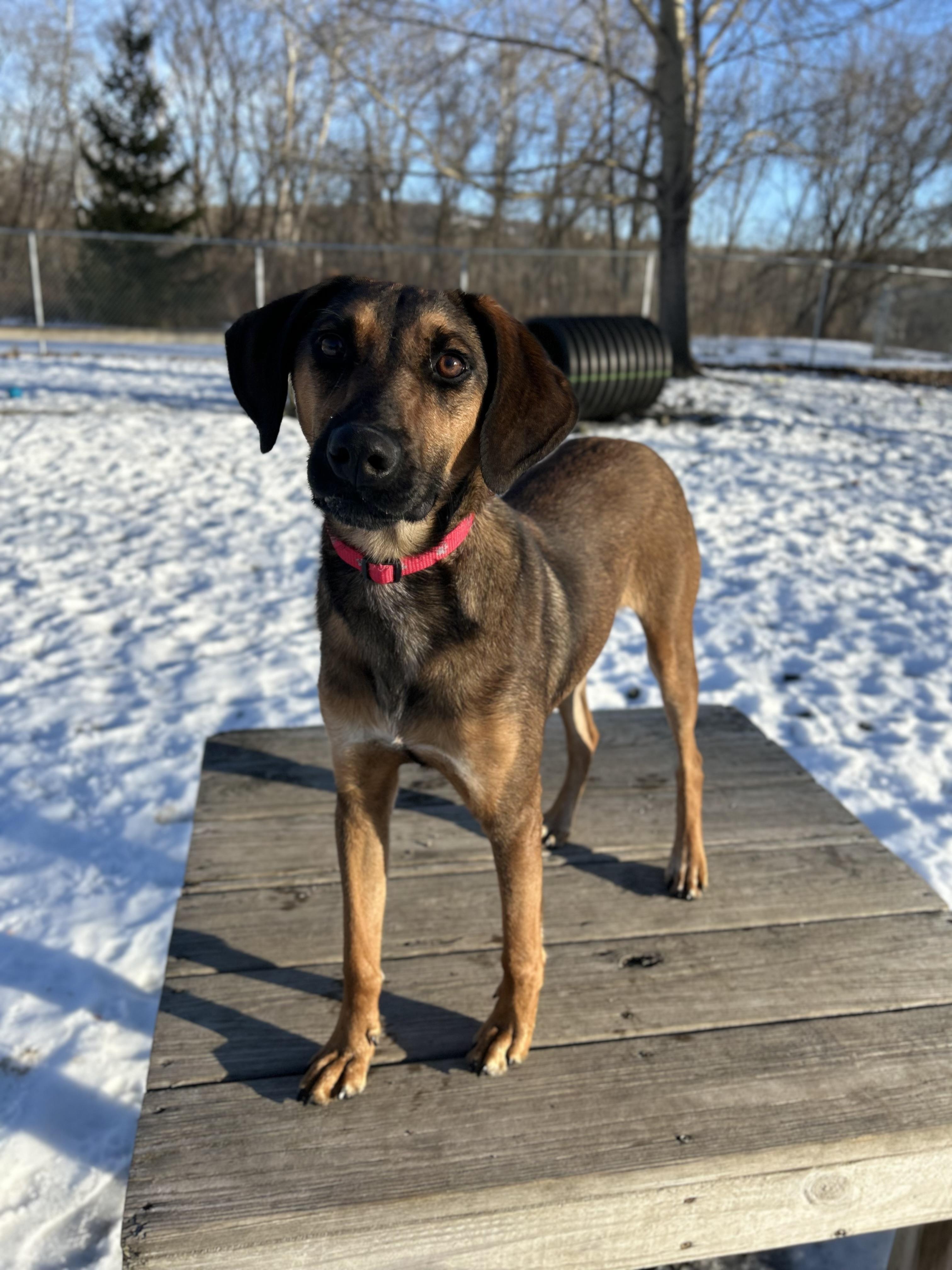 Enlarge Buddy , a ADOPTABLE mixed breed in Howes Cave, NY image 2/4