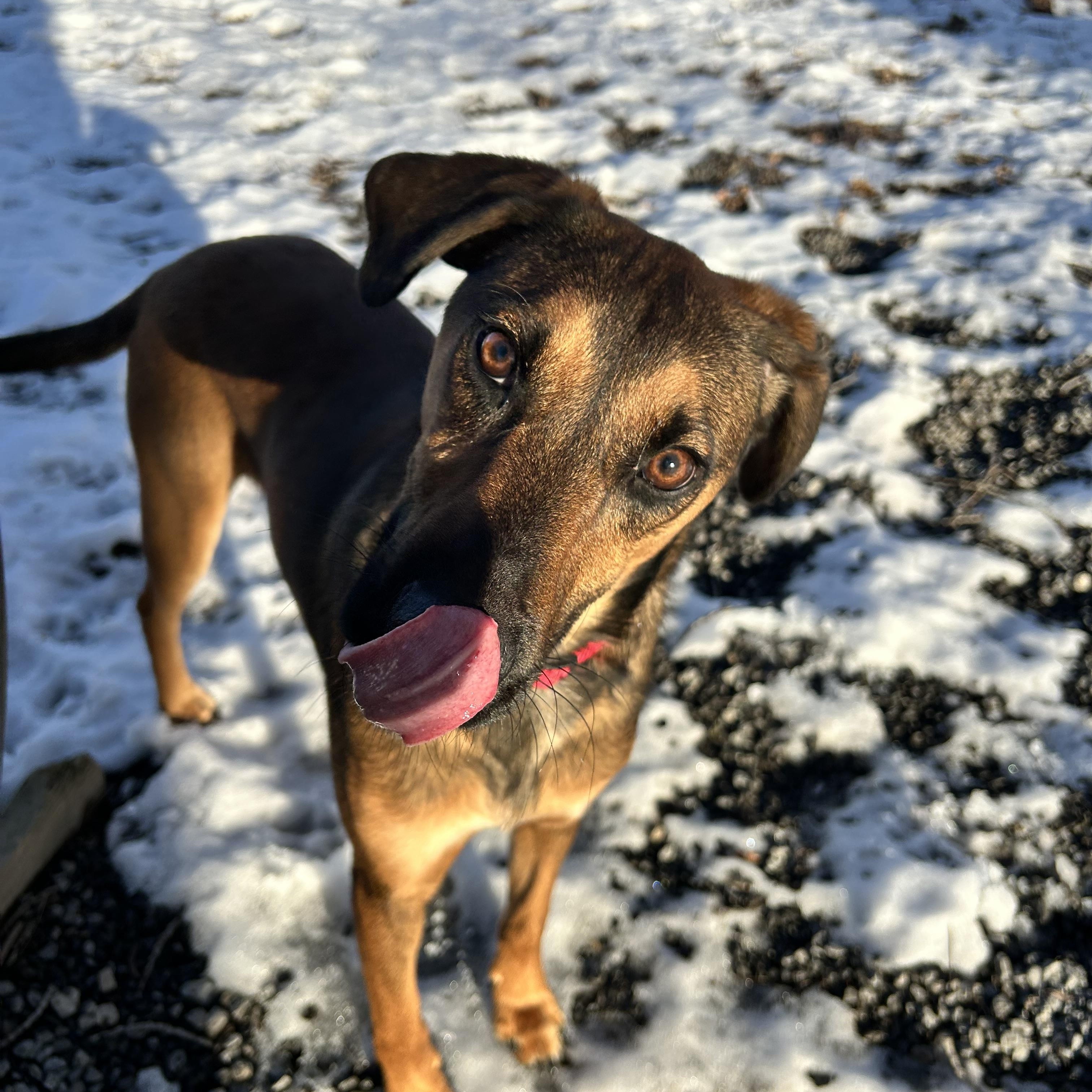 Enlarge Buddy , a ADOPTABLE mixed breed in Howes Cave, NY image 1/4
