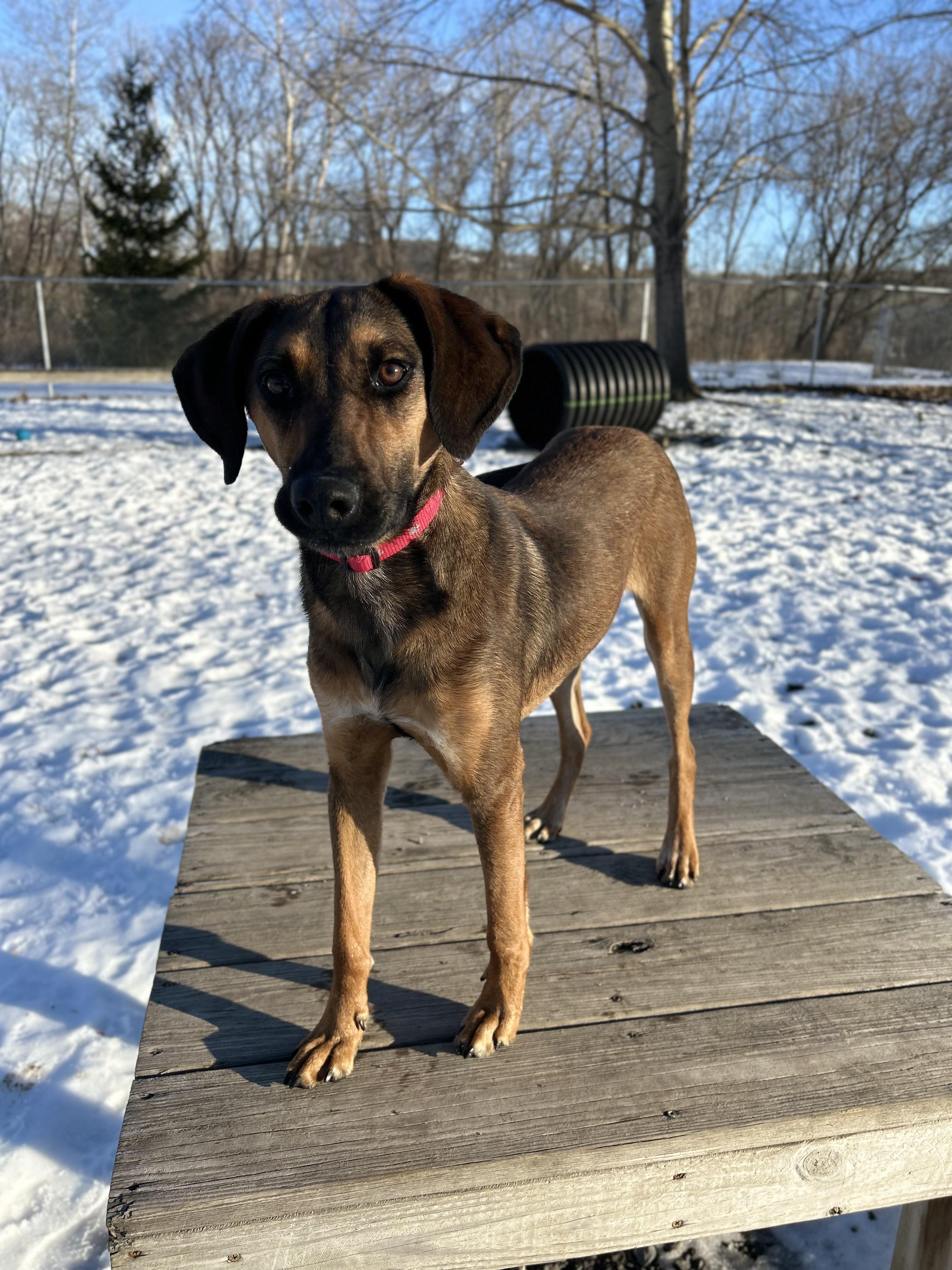 Enlarge Buddy , a ADOPTABLE mixed breed in Howes Cave, NY image 3/4