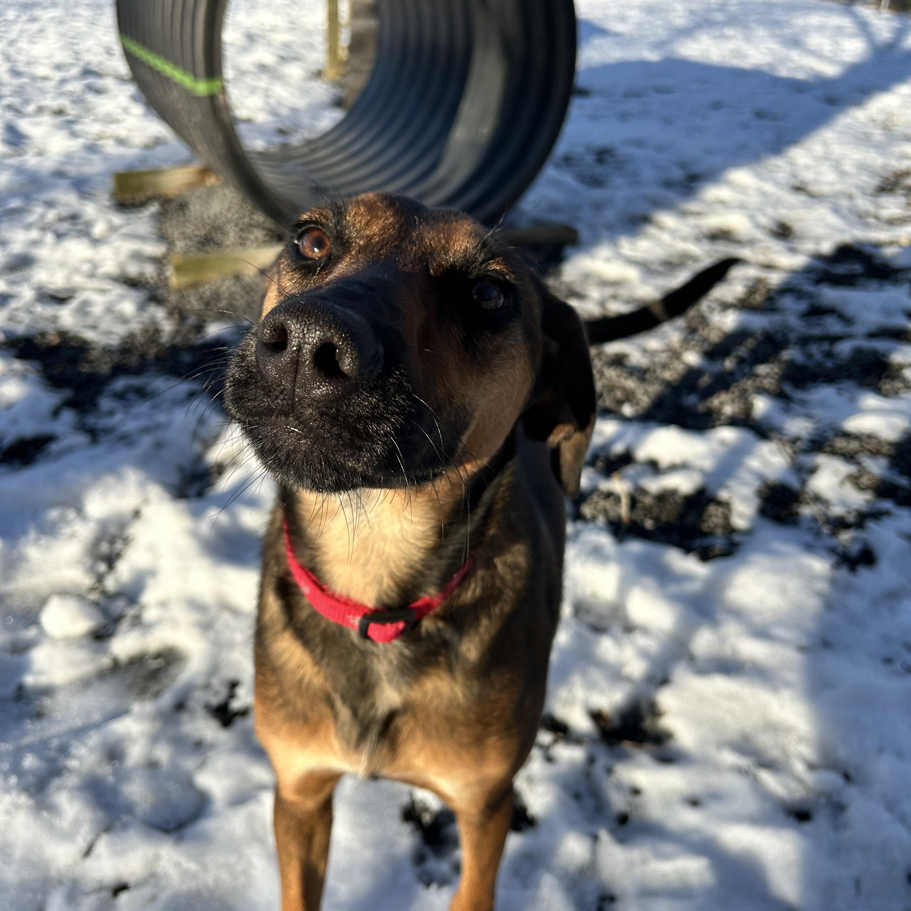 Enlarge Buddy , a ADOPTABLE mixed breed in Howes Cave, NY image 4/4