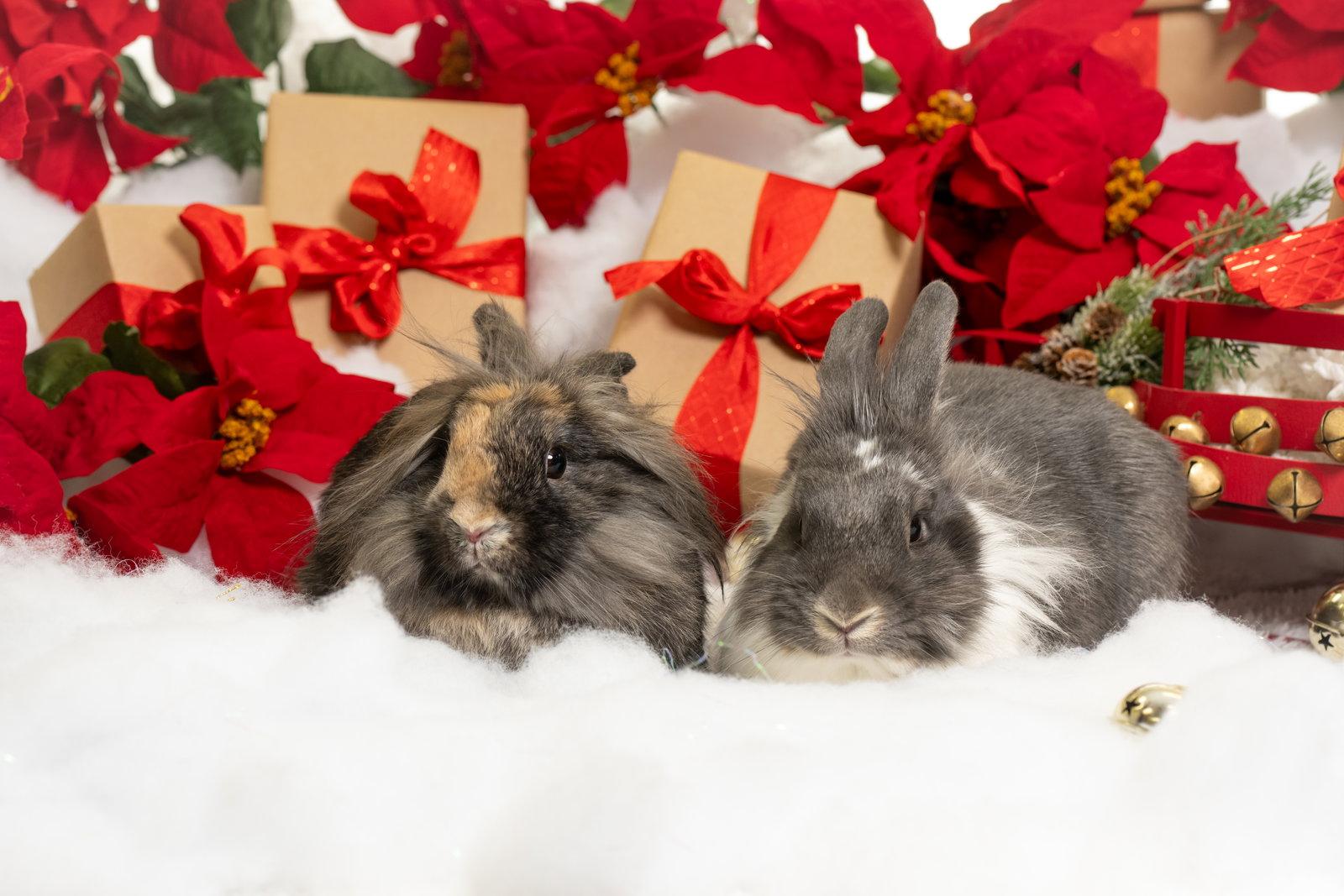 Hollace, Adoptable, Adult Male Lionhead & English Spot.