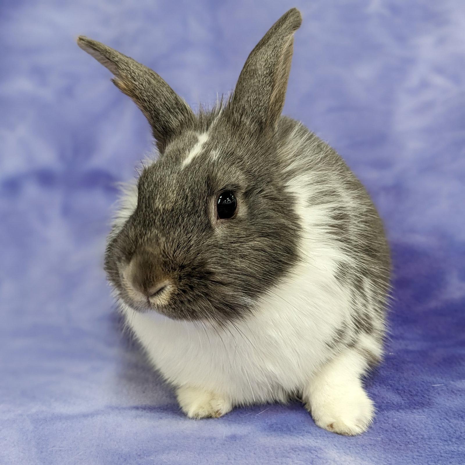 Hollace, Adoptable, Adult Male Lionhead & English Spot.