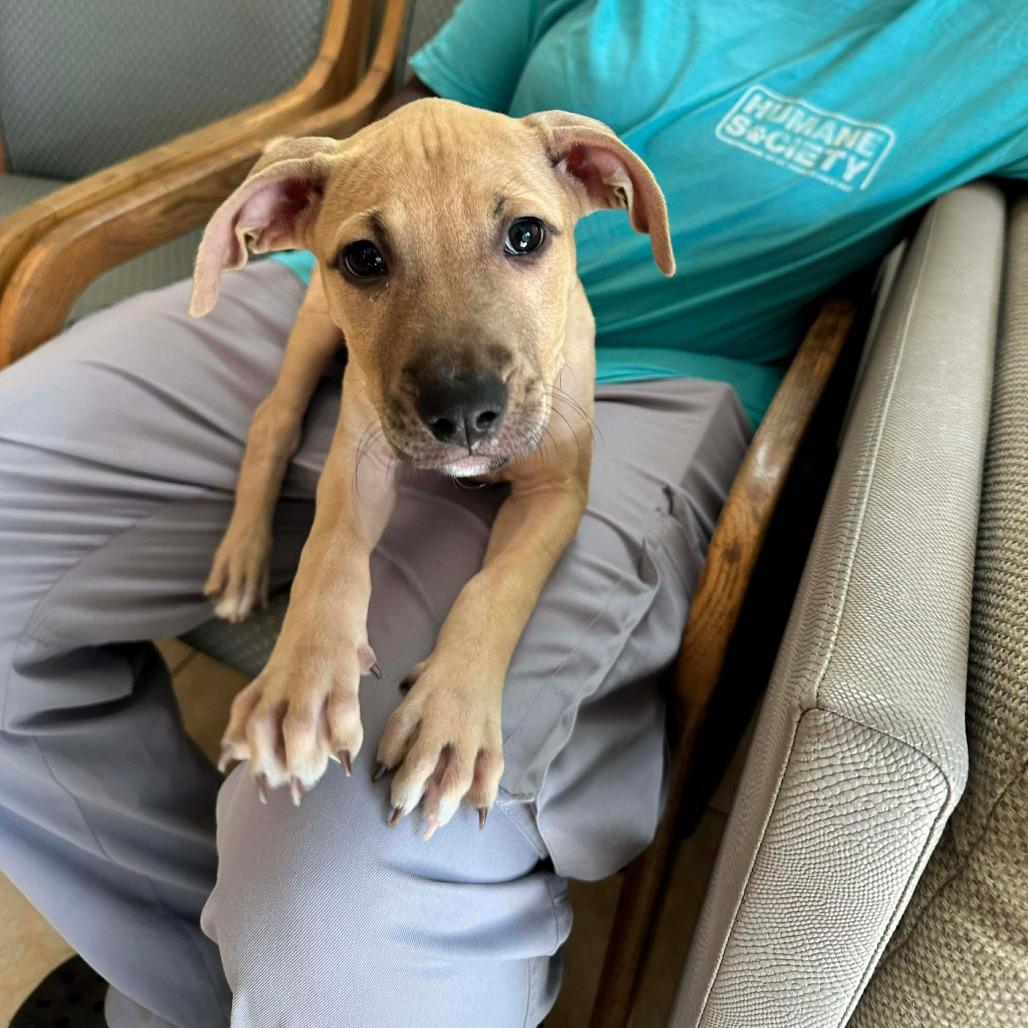 Jazzy, a Adoptable mixed breed in Griswold, CT image 1/3