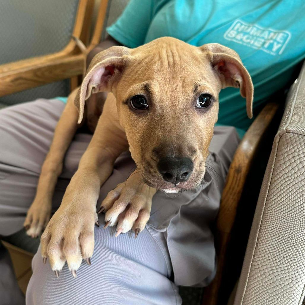 Jazzy, a Adoptable mixed breed in Griswold, CT image 2/3