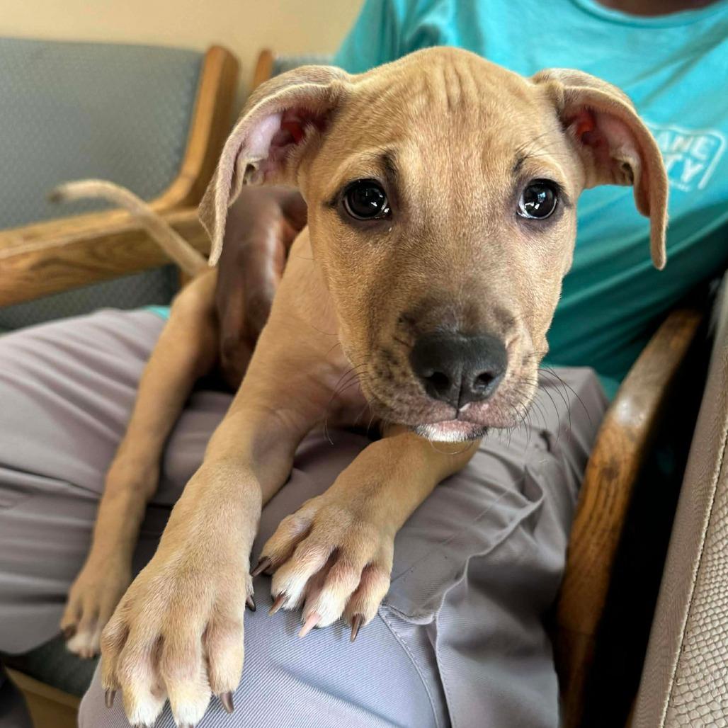 Jazzy, a Adoptable mixed breed in Griswold, CT image 3/3