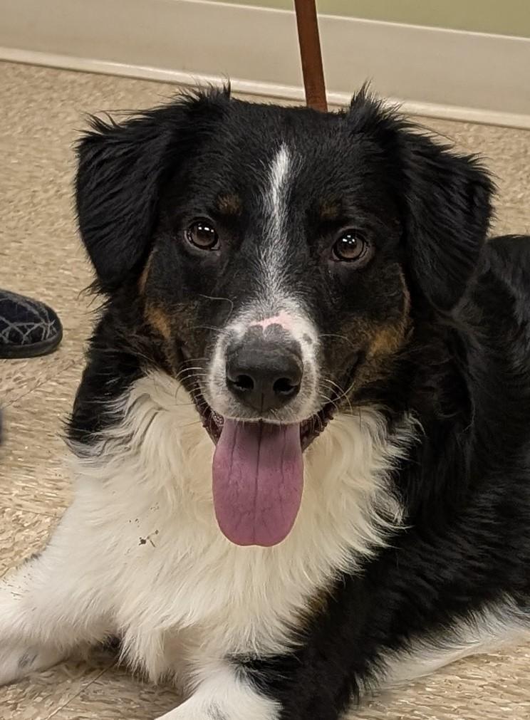 Lucky, adopted, Young Male Border Collie.